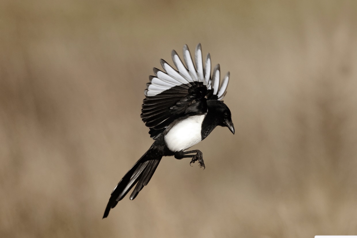 La gazza ladra - Die diebische Elster 3